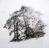 Peter Hickey - Highland Pines