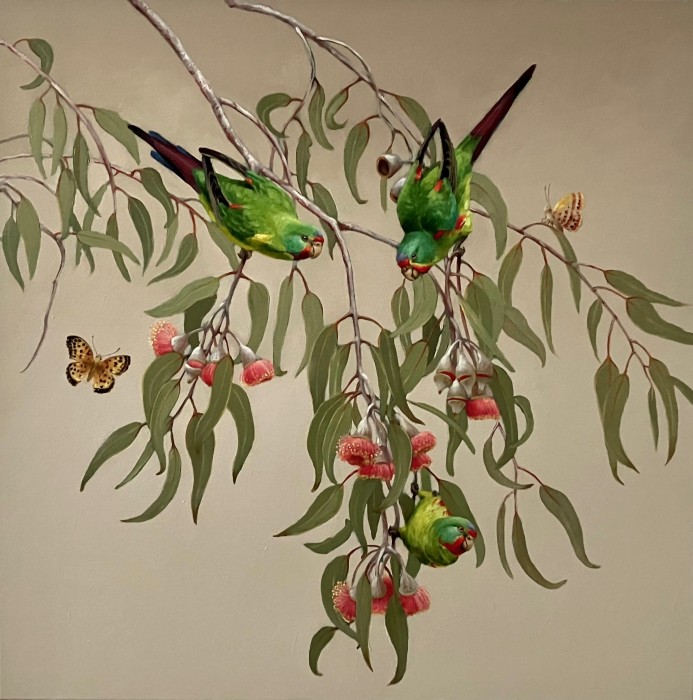 Swift Parrots, the Australian Fritillary Butterfly & Eucalyptus Cassia (WA)