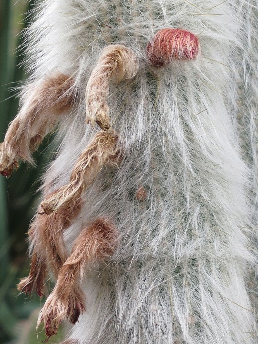 Hairy Cactus, San Marino, CA, USA