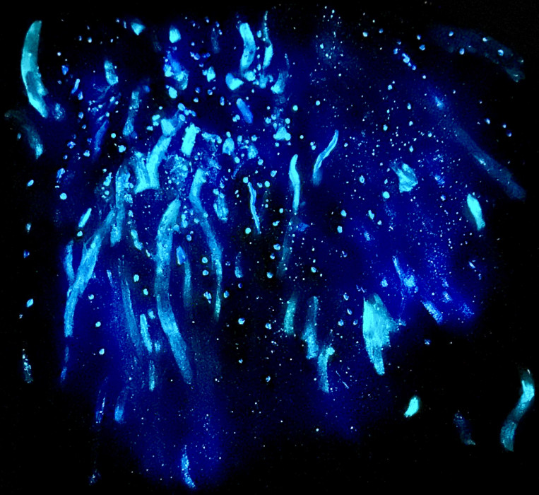 Underwater Shimmer (night) 2023